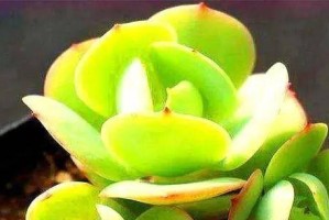 阿司匹林可以用来浇多肉吗？（探究阿司匹林浇水对多肉生长的影响）
