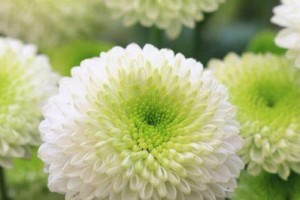 大丽花是多年生还是一年生？（探究大丽花生长周期与繁殖方式）