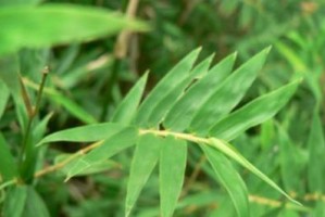 凤尾竹换盆时间及注意事项（从根部检查到浇水技巧，掌握凤尾竹换盆全过程）