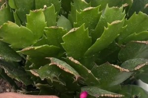 秋菊扦插的最佳时间（掌握正确时间，让秋菊生根成活）