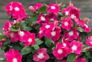 长春花的耐冻性分析（冬季生长不受限，寒潮无惧，长春花的秘密）