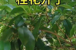 探秘桂花开花周期（桂花的生长周期、影响桂花开花的因素、桂花开花的标志）