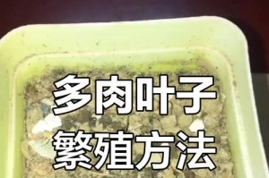 多肉植物坏叶的移植与护理（解决多肉植物坏叶问题的简易方法与技巧）