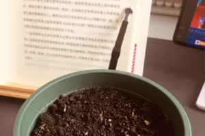 以满天星怎么催芽（简单方法让满天星迅速萌发）