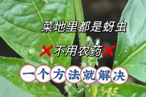 海棠花如何有效除蚜虫（掌握除蚜虫的关键技巧，让海棠花重现生机）