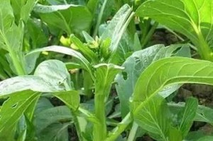 揭秘蔬菜的家族（蔬菜是植物吗？大多属于什么植物？）