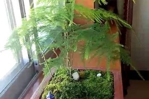 养护文竹盆栽的秘诀（打造健康美丽的文竹家居盆景）