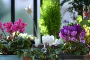 北方冬天适合种什么花？——寻找冬日花海的奥秘
