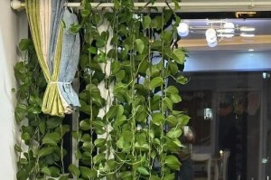 绿萝的生命周期究竟有多长？（揭开绿萝寿命的谜团，关注它的养护技巧和延寿方法）