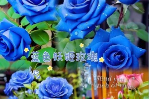 多肉蓝玫瑰的养殖技巧与注意事项（打造迷人花园，用心呵护多肉蓝玫瑰）