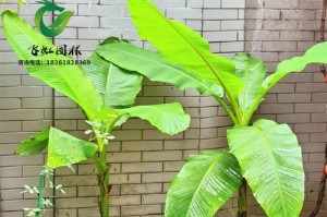 探秘仙叶，一种神奇的草本植物（特性、种类、用途等全面揭秘）