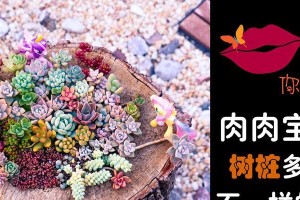 多肉植物在树桩上的种植技巧（打造独特景观——树桩上的多肉植物种植指南）