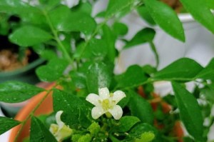 九里香掉叶子怎么办？（九里香掉叶子的原因分析及预防措施）