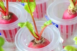 红萝卜种植时间的选择（何时播种红萝卜最为适宜？）