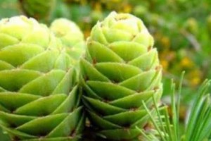 红杉是裸子植物吗？（探究红杉的分类以及生长特征）