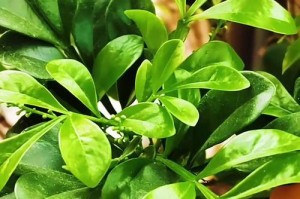 夏季米兰掉叶子的处理方法（怎么办？夏季保护你的米兰植物）