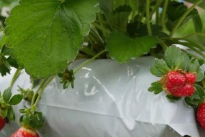 草莓，多年生水果植物（生命力顽强的草莓和其种植技巧）