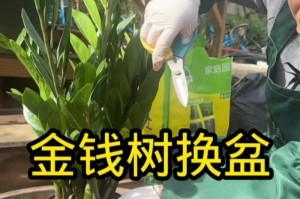 金钱树的冬季保护秘籍（了解金钱树的冬季需求，助你打造一个健康茂盛的植物天堂）