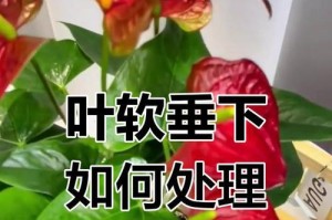 如何处理一帆风顺叶尖发黑的问题（叶尖发黑是否需要剪掉？）