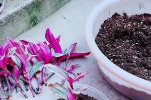 吊兰枝条为何不生根的原因及解决方法（揭秘吊兰枝条不生根的秘密，让你的吊兰更健康茁壮）