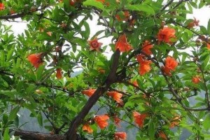 石榴树的开花结果时间与方法（石榴树的生长特征、花期、开花结果及其控制）