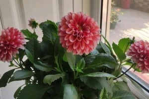 大丽花到底是多年生还是一年生？（揭秘大丽花的生命周期和繁殖方式）