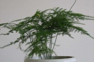 文竹过高怎么办？（室内植物的修剪方法）