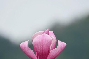 广玉兰的开花时间及花期（探究广玉兰在什么时候开花以及花期持续多久）