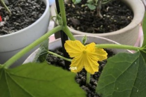 黄瓜的生长过程（从开花到成熟的时间及关键因素）