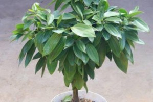 金枝玉叶的生长环境选择（探讨喜阳光还是喜阴的植物种类，解析金枝玉叶的生长条件）