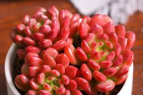 以红宝石多肉为主题的多头生长技巧（打造健康多头红宝石多肉，从根到顶的完美成长）