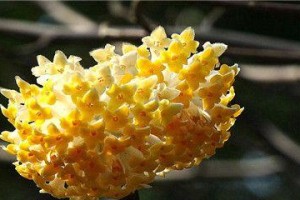 瑞香花的花语与代表意义（浪漫与祝福，传递瑞香花的意义）