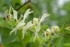 金银花冬天为什么会落叶？（探究金银花冬季落叶的原因和影响）