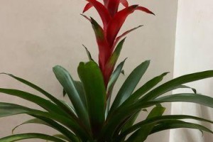 鸿运当头烂心怎么办？（遇到幸运不要狂喜，如何稳健处理鸿运？）
