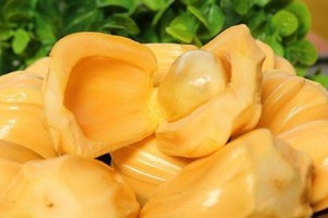 菠萝蜜肉能否冷冻？（怎样科学保存菠萝蜜肉？）