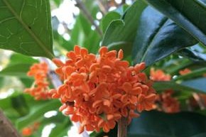 揭秘（探究桂花花期真假，一步步揭开谜底！）
