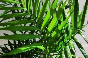 挽救枯萎的袖珍椰子（如何拯救因枯萎而濒危的袖珍椰子树）