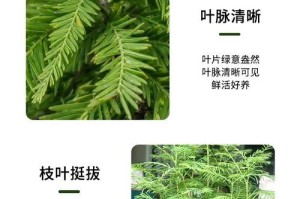 水杉如何养护（家庭养护法）