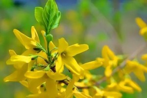 连翘开花时间解析（春末季节花海盛宴，连翘绽放令人陶醉）