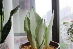 如何应对厚脸皮掉叶子问题（从原因分析到解决方案，教你拥有健康的心态）