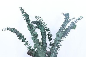 大叶桐花的养殖技巧（学会正确的养殖方法，让大叶桐花美丽绽放）