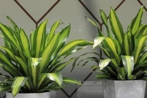芹菜喜欢阳光吗？（探究芹菜是否为喜阳植物）