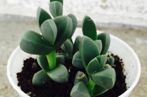 鹿角海棠盛放时节（探寻鹿角海棠的开花时间和观赏技巧）