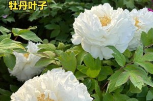 紫根兰叶子细长的原因及处理方法（解决紫根兰叶子细长问题的有效措施）