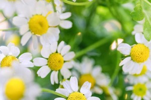绿色雏菊的花语和寓意（探寻绿色雏菊背后的花语及其深层含义）