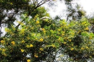 长花期树种大盘点（发现绚烂美丽的永久花海）