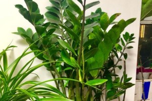阳台上的植物选择（打造属于你的绿色天堂）