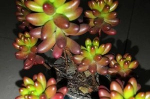 救活被过度浇水的大和锦——悉心护理恢复健康