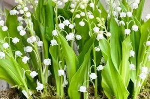 铃兰之美——几年生植物的魅力（探寻铃兰的生长特点、观赏价值与繁殖技巧）