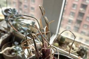 如何解决养花肥大蔫的问题（养花肥大蔫了应该怎么办？有效的护理方法来帮你恢复健康）